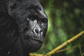 11 Day Rwanda Tour: Gorillas, Golden Monkeys, Chimps
